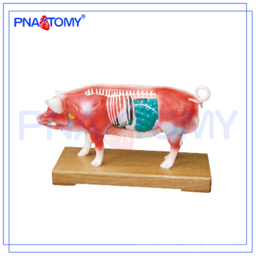 Modèle anatomique animal PNT-AM41 modèle d&#39;acupuncture de porc